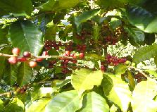 coffeetree